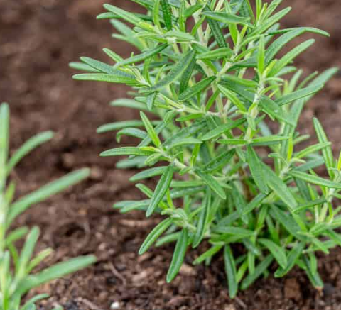 How To Propagate Rosemary from Cuttings in 4 Easy Steps