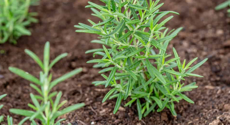 How To Propagate Rosemary from Cuttings in 4 Easy Steps