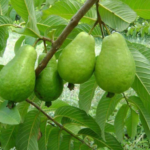 Superfood from Your Backyard: Purslane Pesto Cubes!