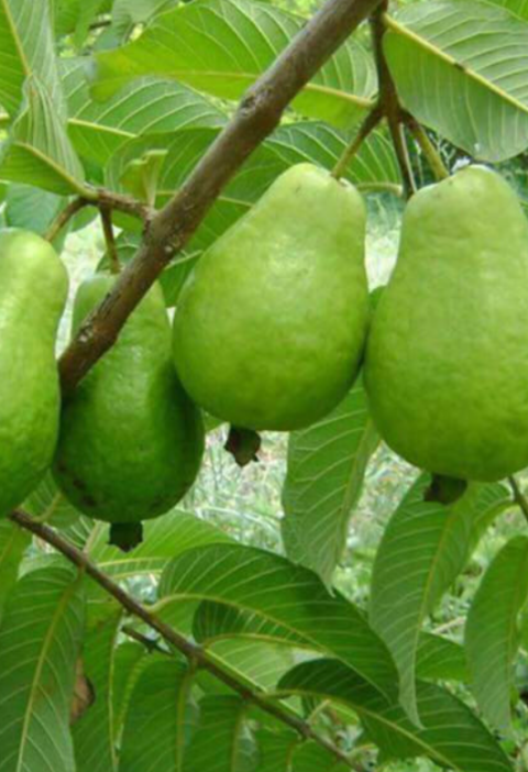 How to Grow Papaya in a Pot — It’s Easier Than You Think!