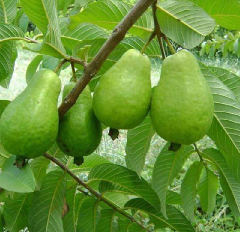 How to Grow Papaya in a Pot — It’s Easier Than You Think!