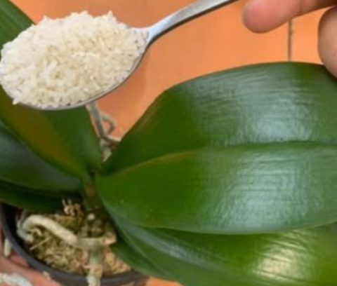 Just one cup a month is enough — even a dry stem will burst into bloom