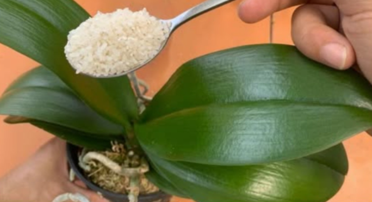 Just one cup a month is enough — even a dry stem will burst into bloom