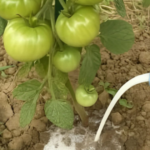 How to Tell the Difference Between Holiday Cactus Varieties