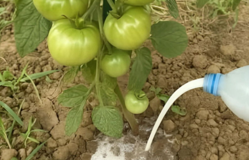 Mix 1 tbsp dry yeast + 1 tbsp sugar into 4 cups of warm water.