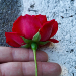 Hawthorn: Your Gentle Heart Helper From Nature