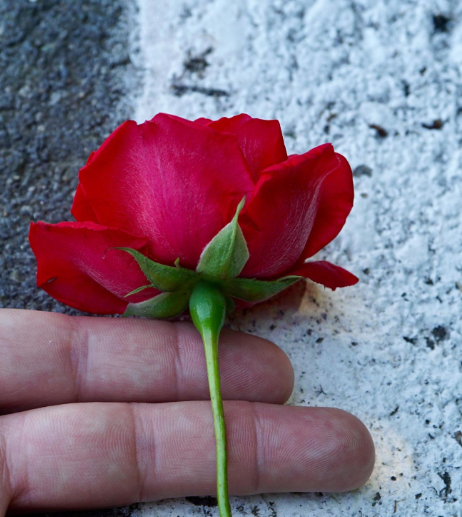 Most People Don’t Know This Rose-Growing Trick