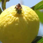 Why an Herb Spiral is the Ultimate Garden Solution for Small Spaces