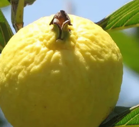 11 Reasons You Should Eat a Guava Every Day