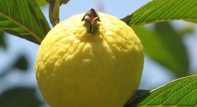 11 Reasons You Should Eat a Guava Every Day