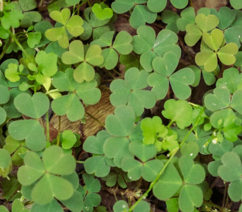Wood Sorrel: 17 Reasons Why You Should Start Using It Today