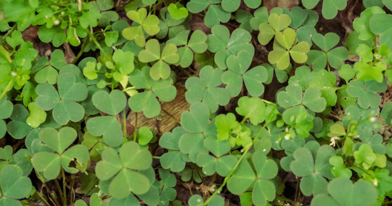 Wood Sorrel: 17 Reasons Why You Should Start Using It Today