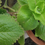 Most People Don’t Know This Rose-Growing Trick