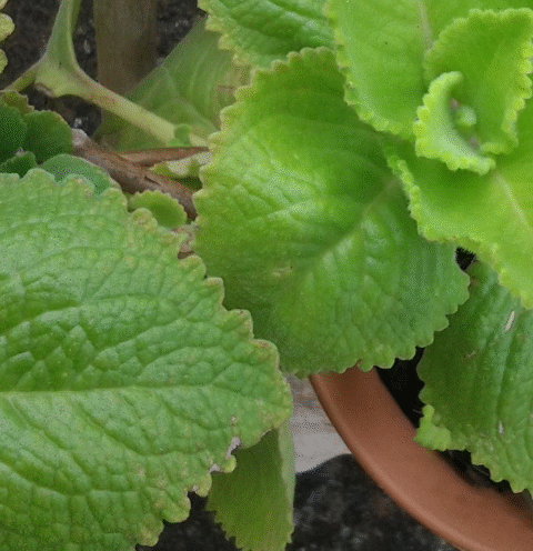 Oregano: Nature’s Small but Mighty Healer