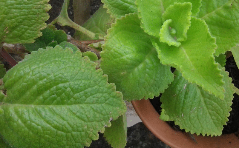 Oregano: Nature’s Small but Mighty Healer