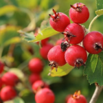 Most People Don’t Know This Rose-Growing Trick