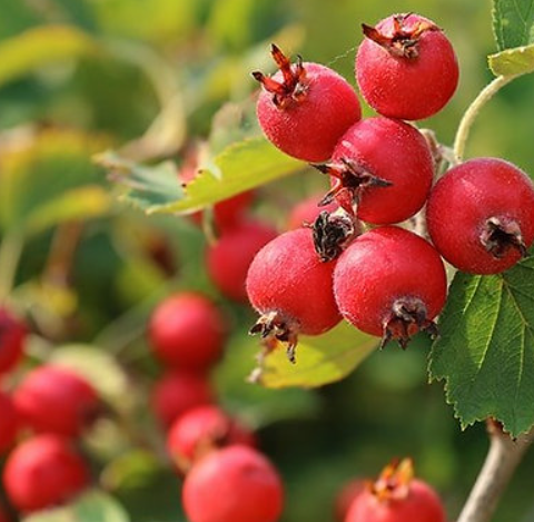 Hawthorn: Your Gentle Heart Helper From Nature