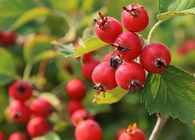 Hawthorn: Your Gentle Heart Helper From Nature