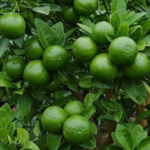 How to Grow Papaya in a Pot — It’s Easier Than You Think!