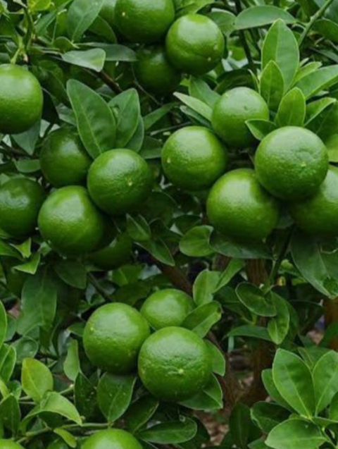 How to Make Your Lemon Trees Produce Fruit All Season Long