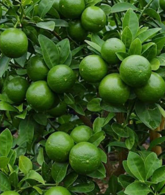 How to Make Your Lemon Trees Produce Fruit All Season Long
