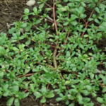 Oxalis Triangularis: Effortless Elegance A pop of purple to brighten your shaded corners