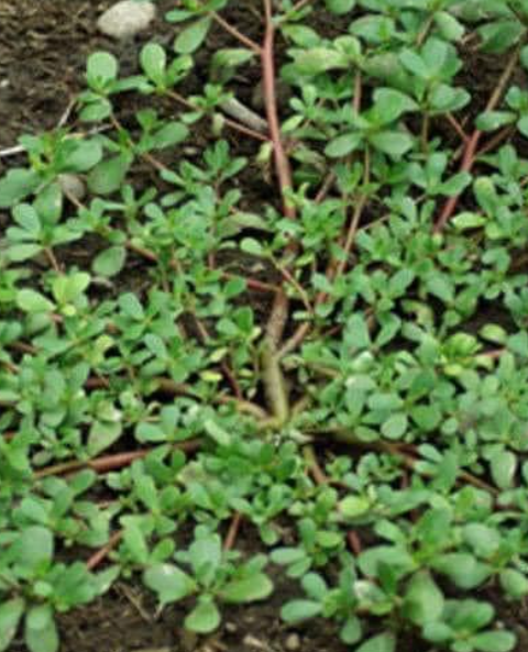 Superfood from Your Backyard: Purslane Pesto Cubes!