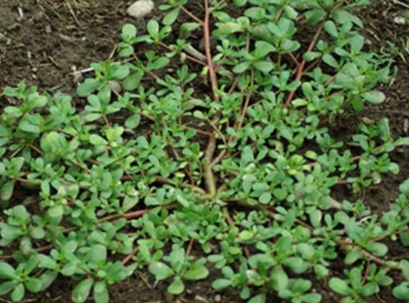 Superfood from Your Backyard: Purslane Pesto Cubes!