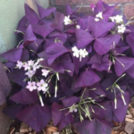 Superfood from Your Backyard: Purslane Pesto Cubes!