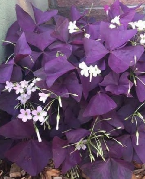 Oxalis Triangularis: Effortless Elegance A pop of purple to brighten your shaded corners