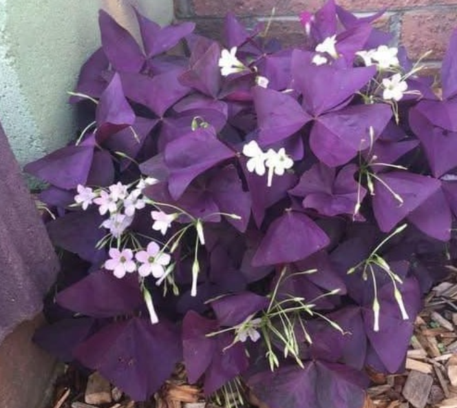 Oxalis Triangularis: Effortless Elegance A pop of purple to brighten your shaded corners
