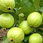 Oxalis Triangularis: Effortless Elegance A pop of purple to brighten your shaded corners