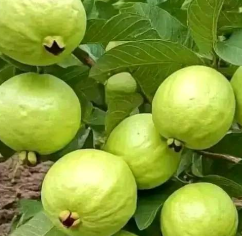 Grow Guava Trees from Guava Leaves: Simple Guide