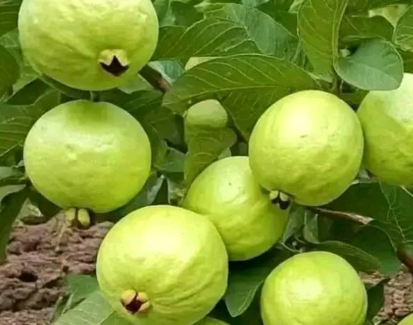 Grow Guava Trees from Guava Leaves: Simple Guide