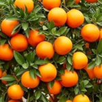 Grow Guava Trees from Guava Leaves: Simple Guide