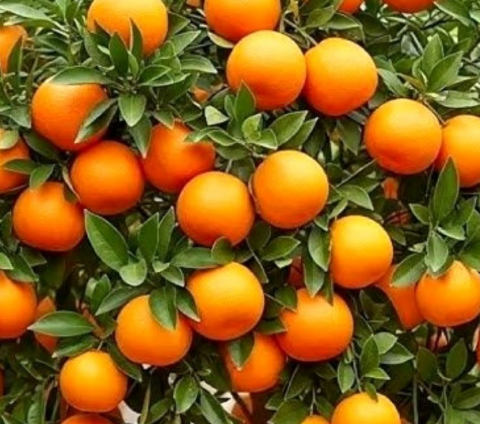How to Grow Oranges in Pots: A Complete Guide to Home Citrus Growing