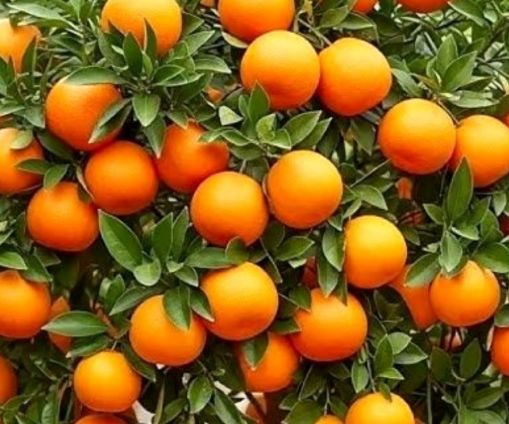 How to Grow Oranges in Pots: A Complete Guide to Home Citrus Growing