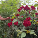 30 Amazing Benefits of Lactuca serriola (Wild Lettuce)