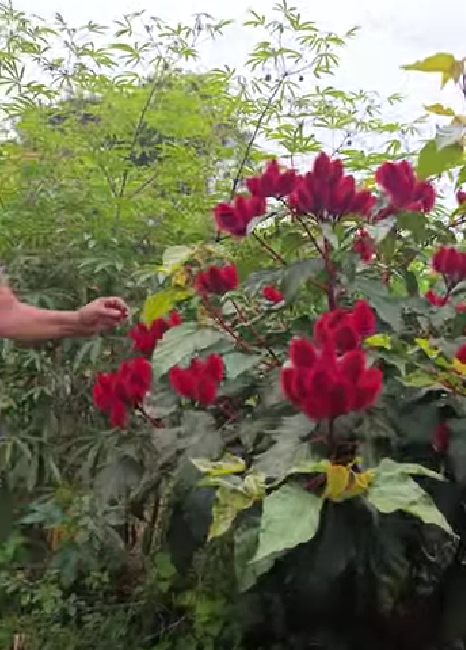 Lipstick Tree (Bixa orellana): Power, Benefits, Uses, and Safety