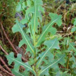 Lipstick Tree (Bixa orellana): Power, Benefits, Uses, and Safety