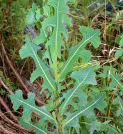 30 Amazing Benefits of Lactuca serriola (Wild Lettuce)