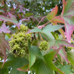 Goldenberry Power: 20 Benefits of Physalis peruviana and How to Use It at Home