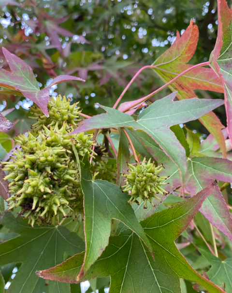 American Sweetgum (Liquidambar styraciflua): The Forgotten Healing Tree