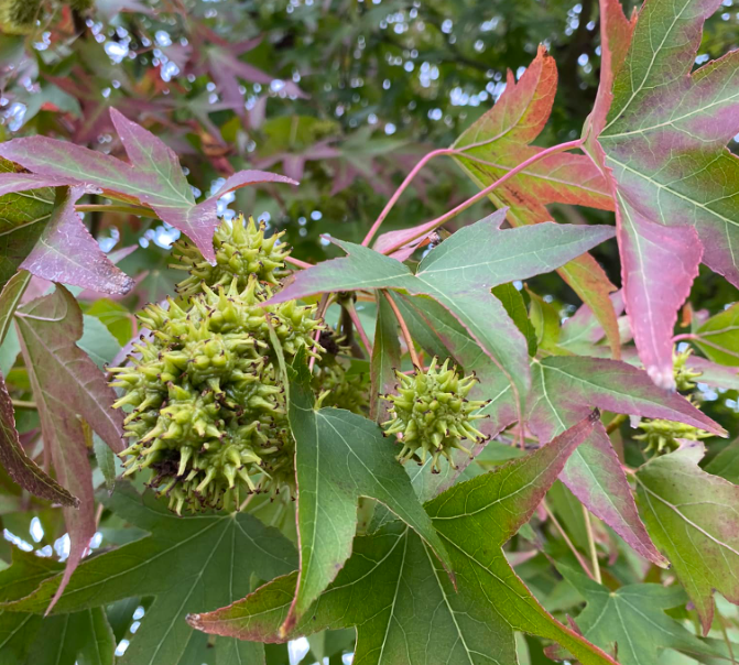 American Sweetgum (Liquidambar styraciflua): The Forgotten Healing Tree