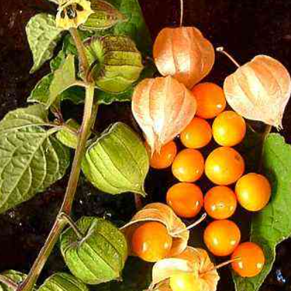 Goldenberry Power: 20 Benefits of Physalis peruviana and How to Use It at Home