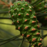 Goldenberry Power: 20 Benefits of Physalis peruviana and How to Use It at Home