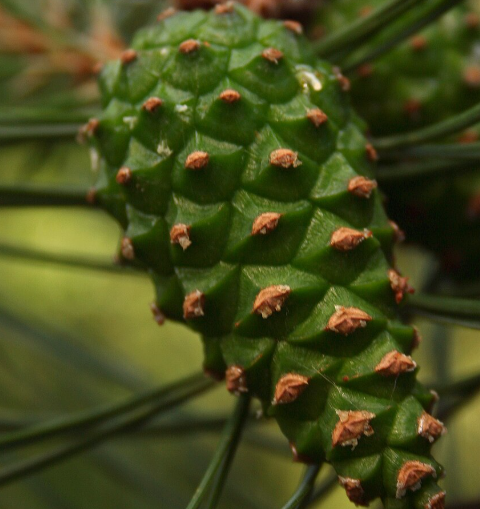 Pine Cone Syrup: A Newbie-Friendly Guide (Benefits, How to Make It, and Everyday Uses)