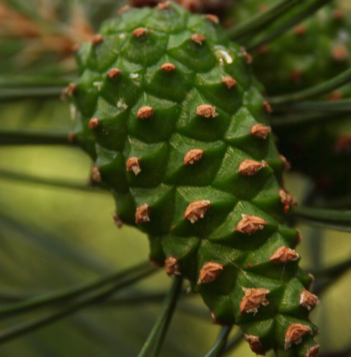 Pine Cone Syrup: A Newbie-Friendly Guide (Benefits, How to Make It, and Everyday Uses)