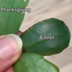 Pine Cone Syrup: A Newbie-Friendly Guide (Benefits, How to Make It, and Everyday Uses)