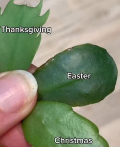 How to Tell the Difference Between Holiday Cactus Varieties – Healthy ...